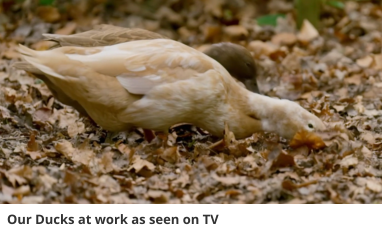 Our Ducks at work as seen on TV
