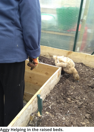 Aggy Helping in the raised beds.