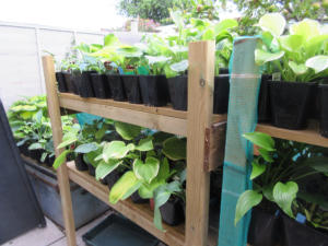 Some of our Hostas on their shelves.