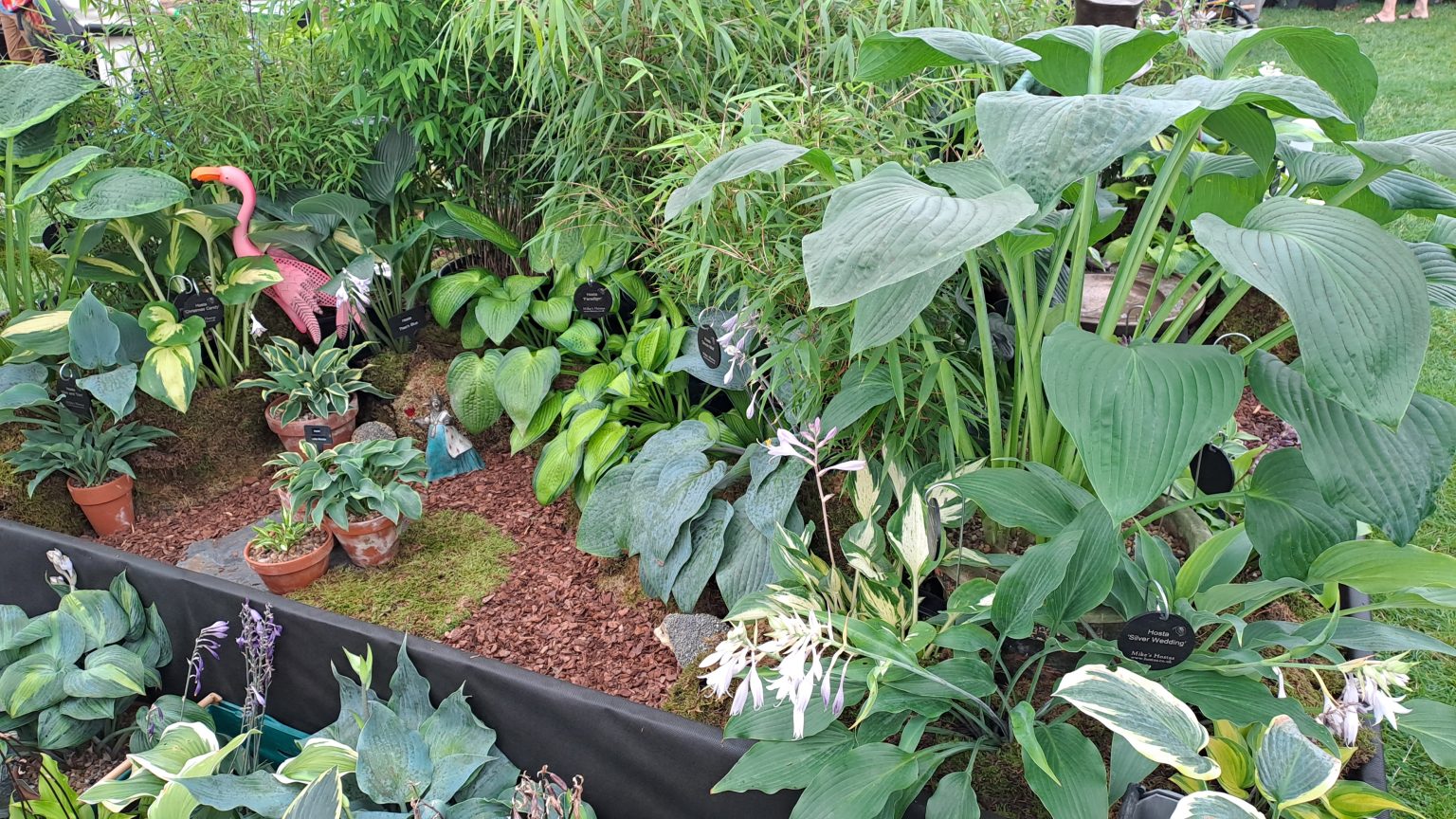 Taunton Flower Show 2024 – Hosta